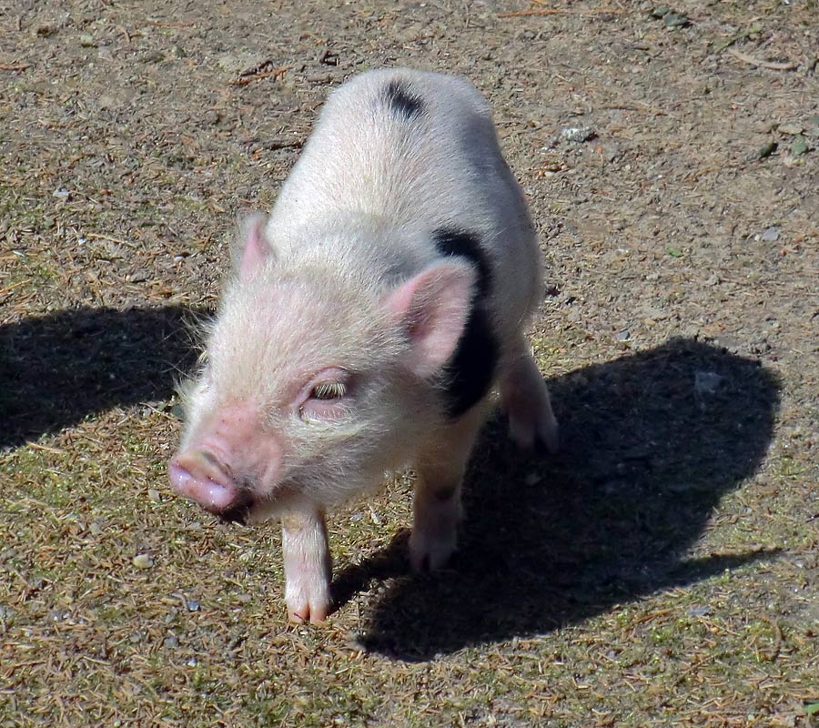 Mini-Schwein im Zoologischen Garten Wuppertal im April 2013