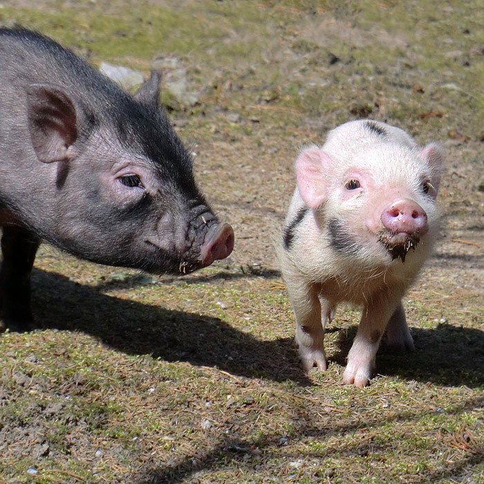 Mini-Schweine im Wuppertaler Zoo im April 2013