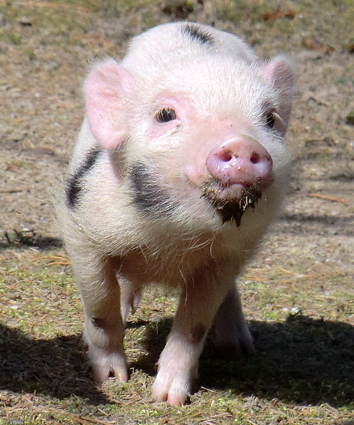 Mini-Schwein im Wuppertaler Zoo im April 2013