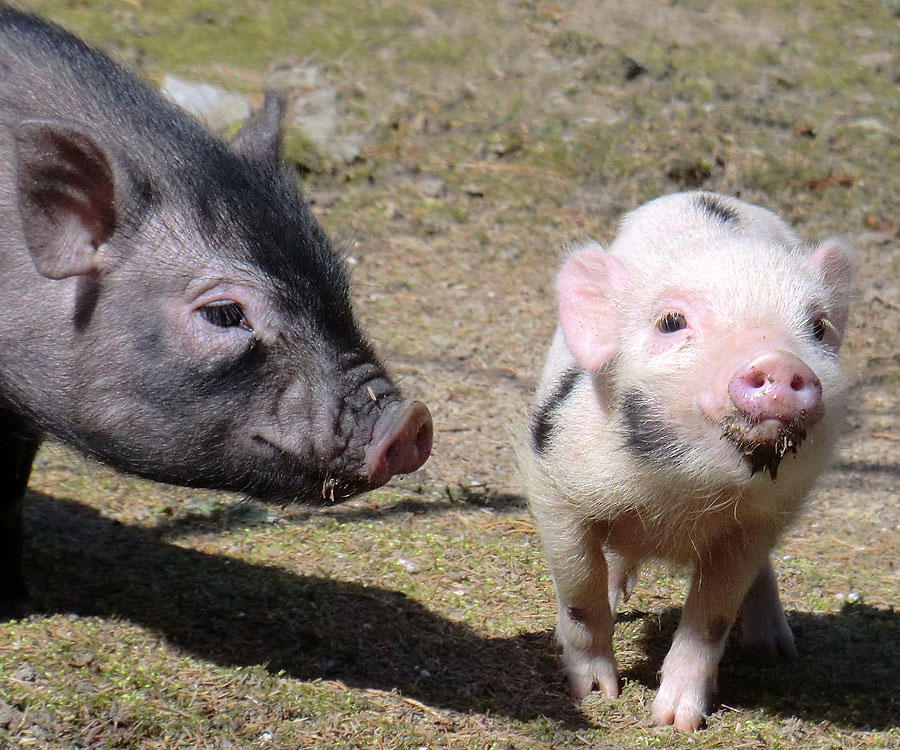 Mini-Schweine im Zoo Wuppertal im April 2013