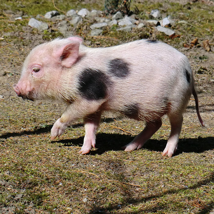 Mini-Schwein im Wuppertaler Zoo im April 2013