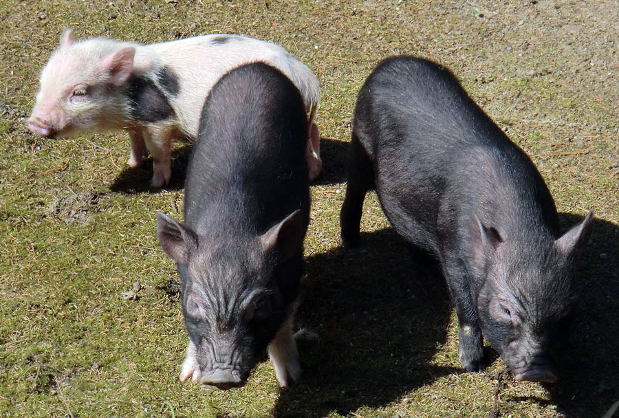 Mini-Schweine im Zoologischen Garten Wuppertal im April 2013