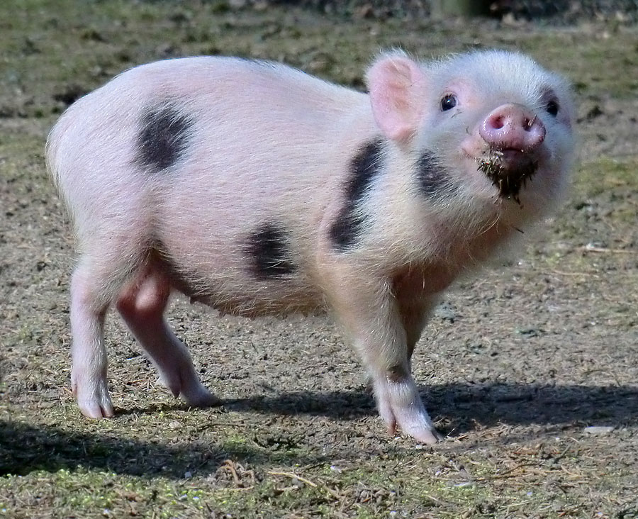 Mini-Schwein im Wuppertaler Zoo im April 2013