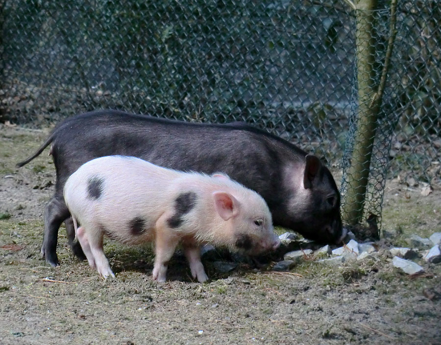 Mini-Schweine im Wuppertaler Zoo im April 2013