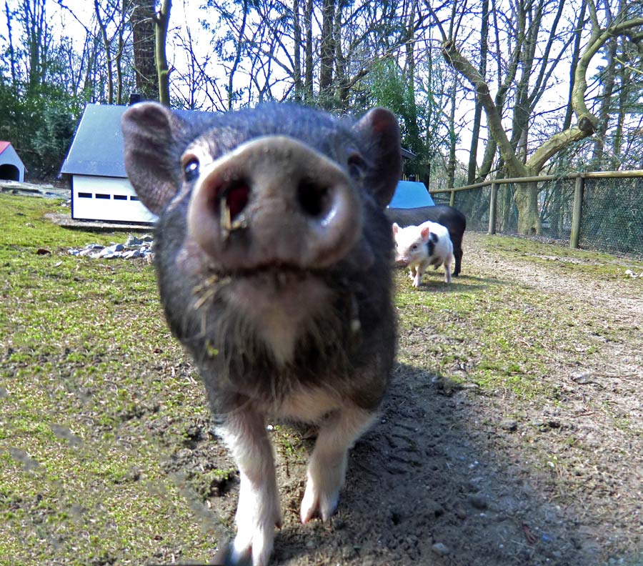 Mini-Schweine im Zoo Wuppertal im April 2013