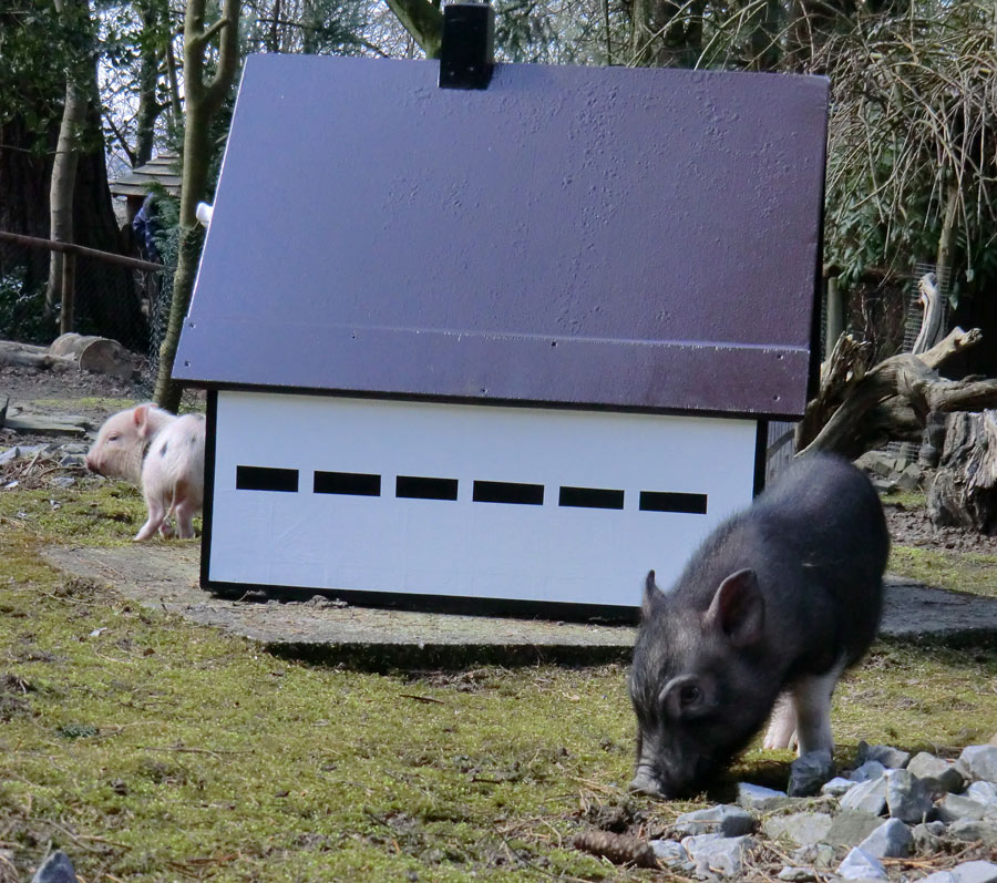 Mini-Schweine im Wuppertaler Zoo im April 2013