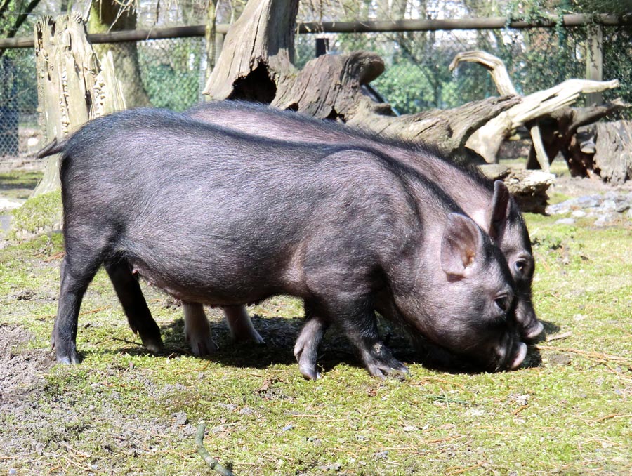 Mini-Schweine im Zoologischen Garten Wuppertal im April 2013