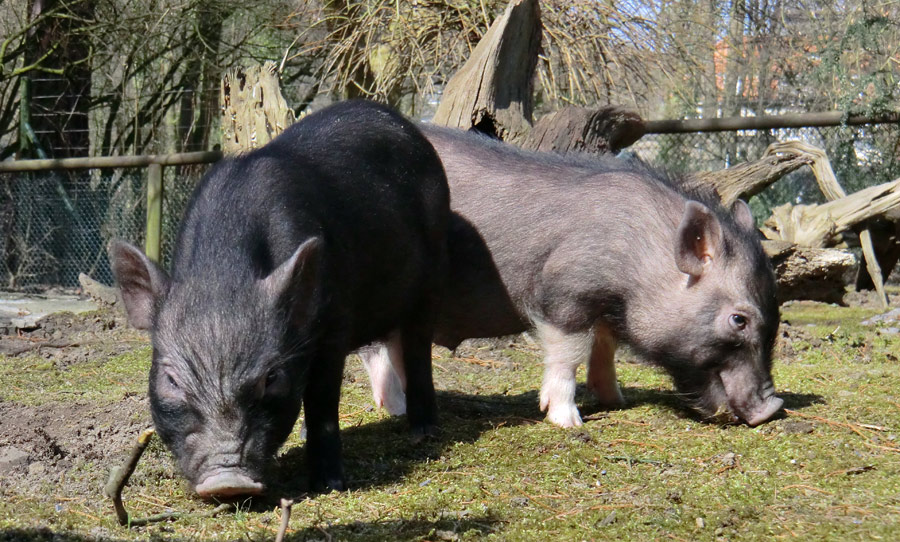 Mini-Schweine im Zoologischen Garten Wuppertal im April 2013