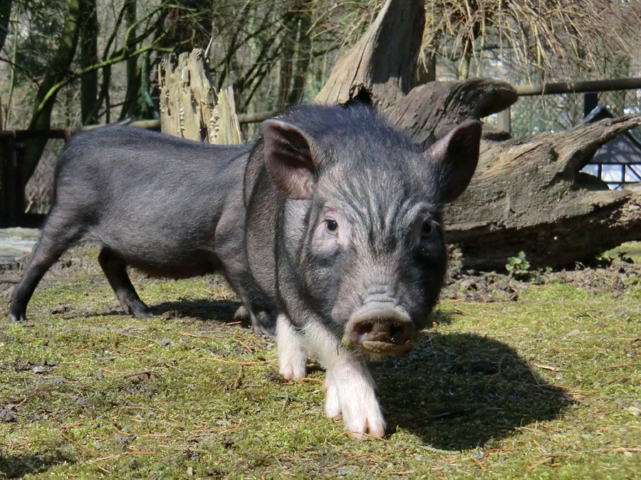 Mini-Schweine im Wuppertaler Zoo im April 2013