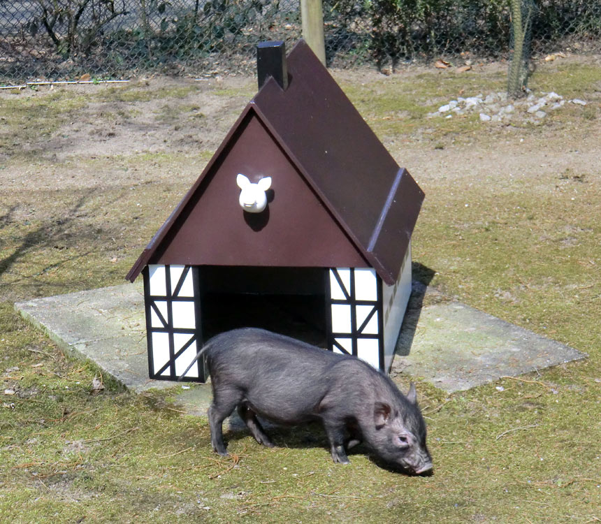 Mini-Schwein im Zoologischen Garten Wuppertal im April 2013