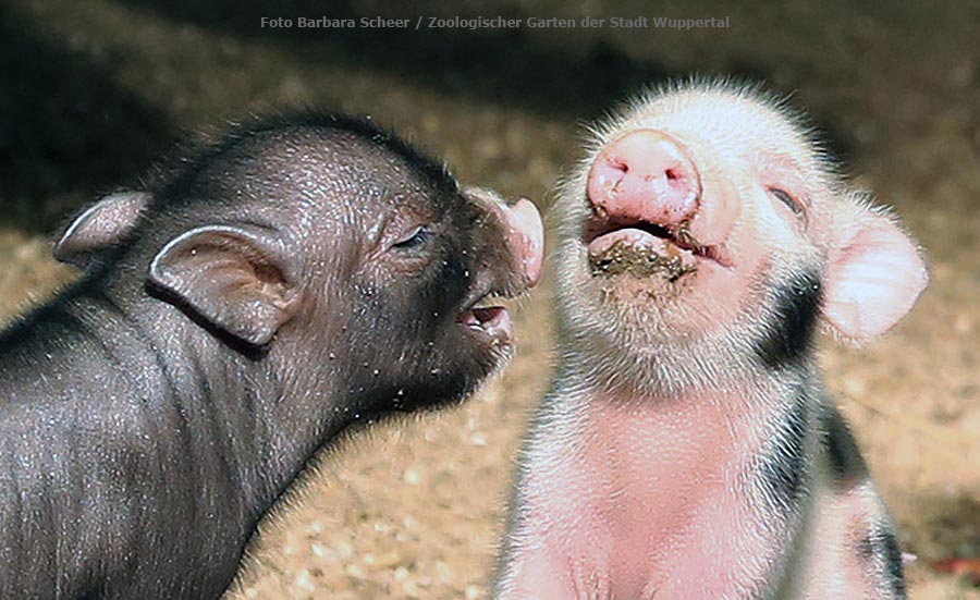 Mini-Schwein Ferkel im Zoo Wuppertal im August 2014 (Foto Barbara Scheer - Zoologischer Garten der Stadt Wuppertal)