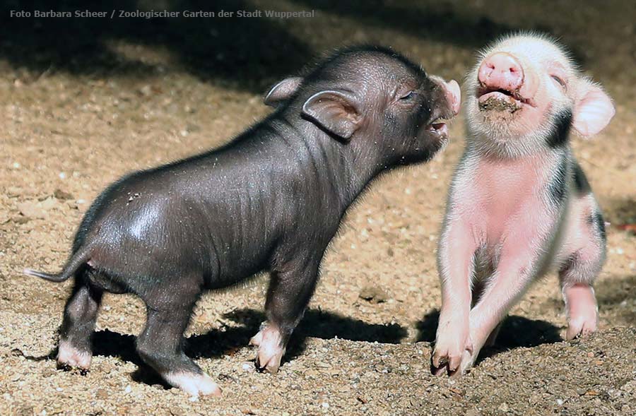 Mini-Schwein Ferkel im Zoologischen Garten Wuppertal im August 2014 (Foto Barbara Scheer - Zoologischer Garten der Stadt Wuppertal)