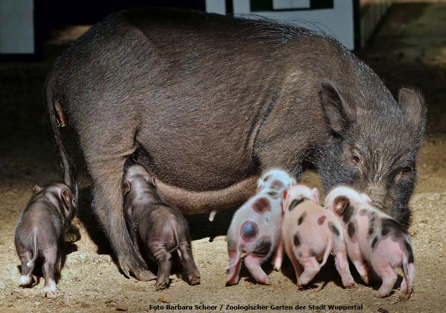 Mini-Schwein Ferkel im Zoo Wuppertal im August 2014 (Foto Barbara Scheer - Zoologischer Garten der Stadt Wuppertal)