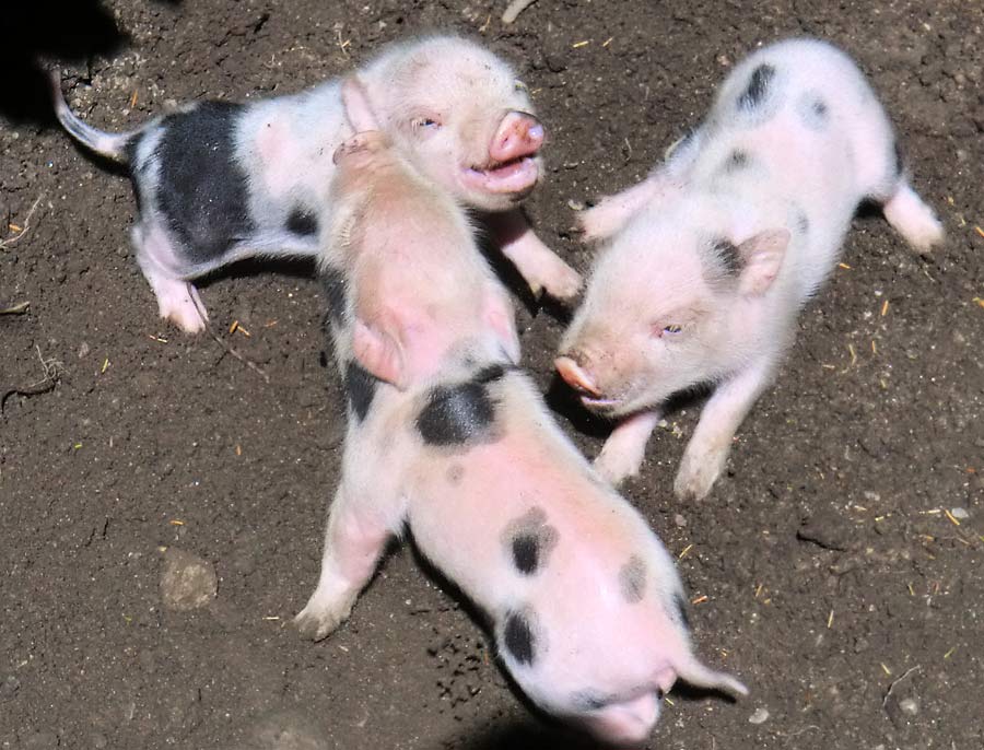 Mini-Schwein Ferkel im Zoologischen Garten Wuppertal im August 2014