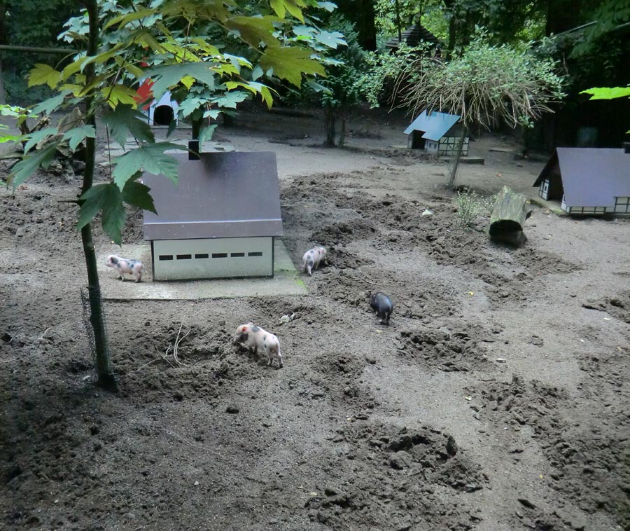 Mini-Schwein Ferkel im Zoologischen Garten Wuppertal im August 2014