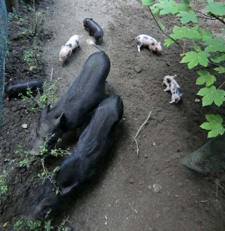 Mini-Schwein Ferkel im Wuppertaler Zoo im August 2014