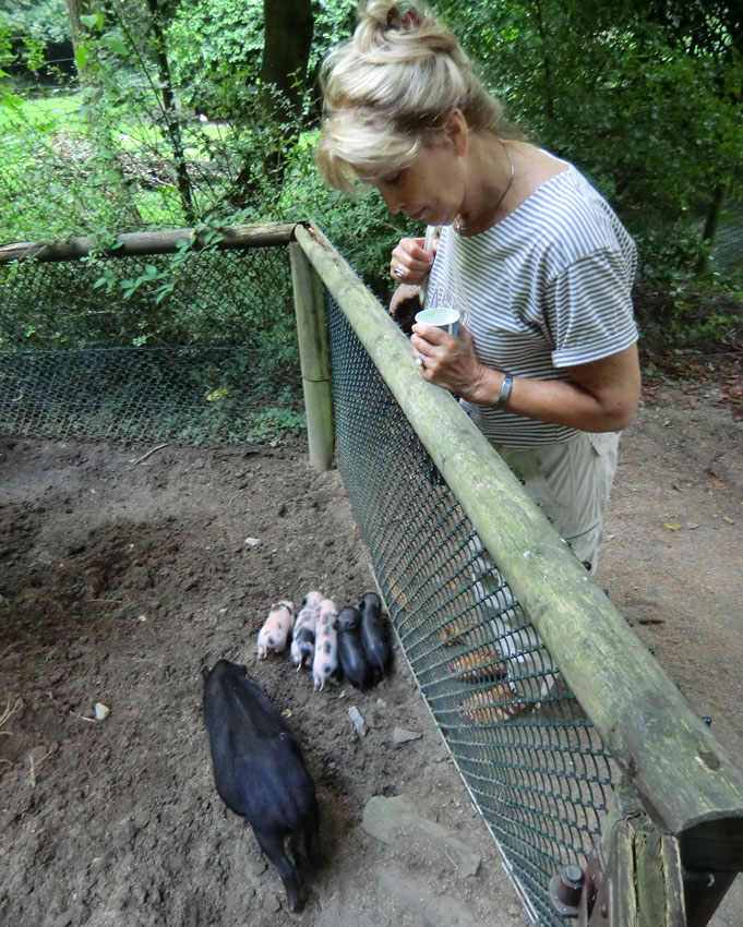 Mini-Schwein Ferkel im Zoologischen Garten Wuppertal im August 2014