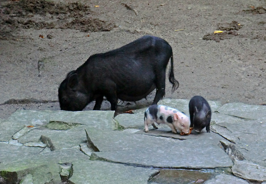 Mini-Schwein Ferkel im Wuppertaler Zoo im August 2014