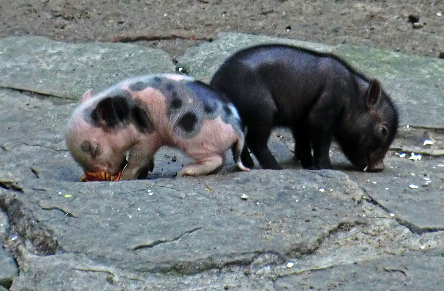 Mini-Schwein Ferkel im Zoologischen Garten Wuppertal im August 2014