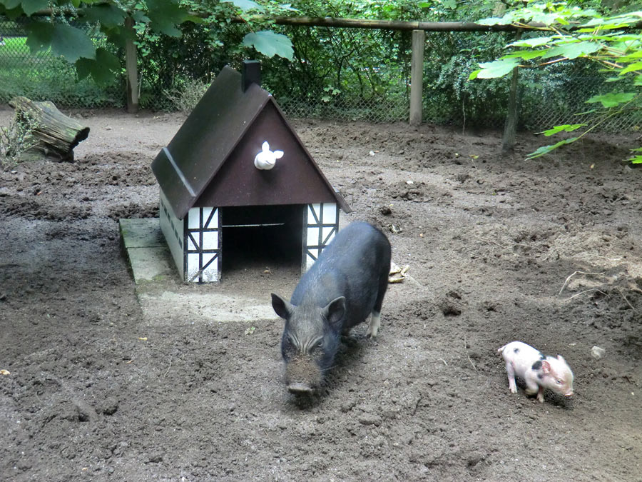 Mini-Schwein Ferkel im Zoo Wuppertal im August 2014