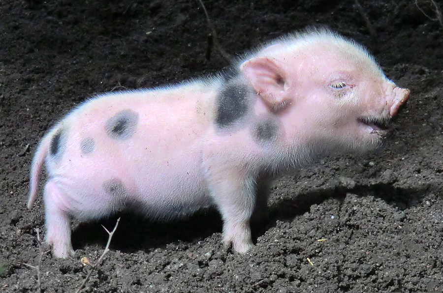 Mini-Schwein Ferkel im Wuppertaler Zoo im August 2014