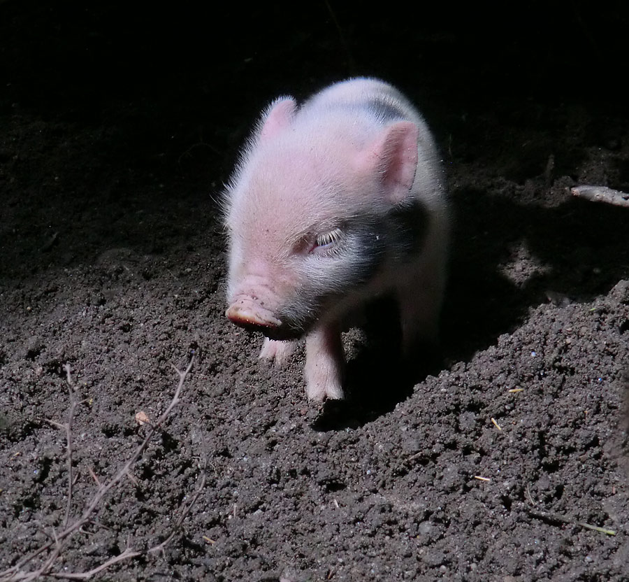 Mini-Schwein Ferkel im Zoo Wuppertal im August 2014