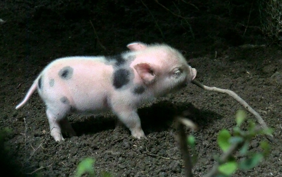 Mini-Schwein Ferkel im Zoologischen Garten Wuppertal im August 2014