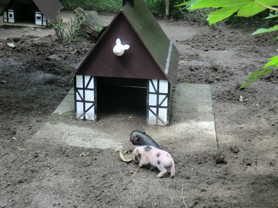 Mini-Schwein Ferkel im Zoo Wuppertal im August 2014