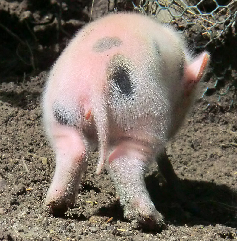 Mini-Schwein Ferkel im Zoologischen Garten Wuppertal im August 2014