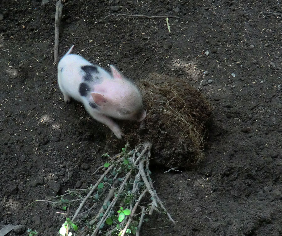 Mini-Schwein Ferkel im Wuppertaler Zoo im August 2014