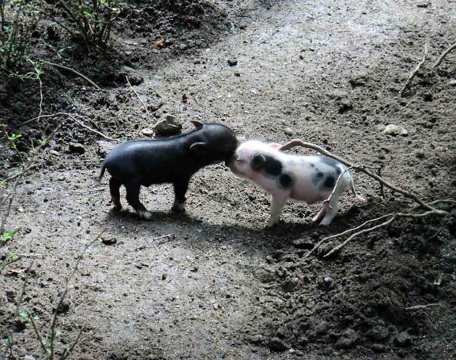 Mini-Schwein Ferkel im Zoo Wuppertal im August 2014