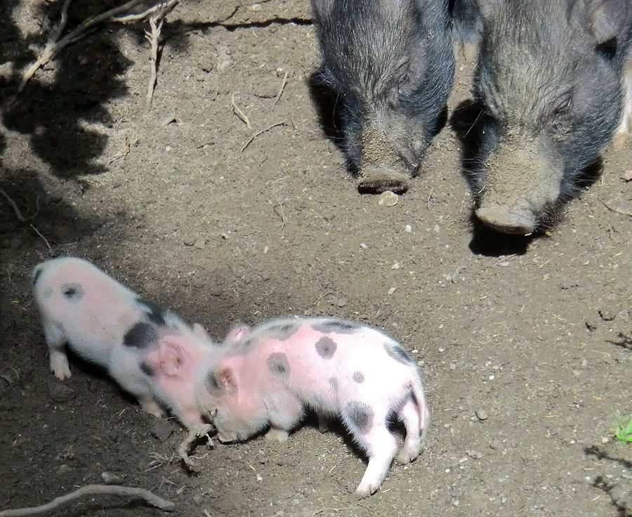 Mini-Schwein Ferkel im Wuppertaler Zoo im August 2014