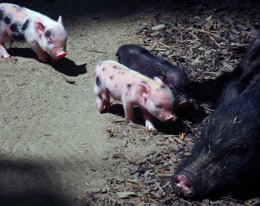 Mini-Schwein Ferkel im Zoologischen Garten Wuppertal am 14. Juni 2015