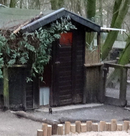 Mini-Schwein-Jungtier Ende Januar 2016 im Wuppertaler Zoo