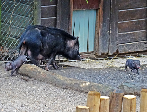 Mini-Schwein-Jungtiere Ende Januar 2016 im Zoologischen Garten Wuppertal