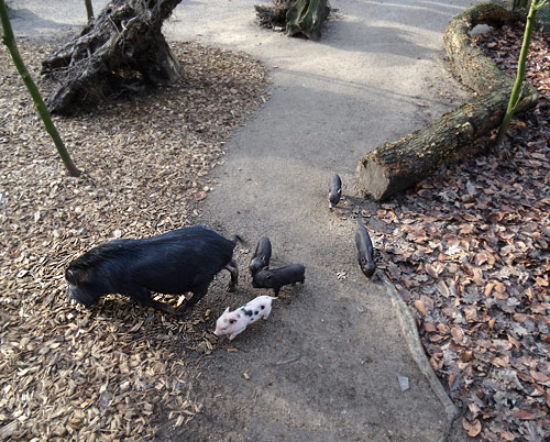 Mini-Schwein-Jungtiere am 6. Februar 2016 im Zoologischen Garten Wuppertal