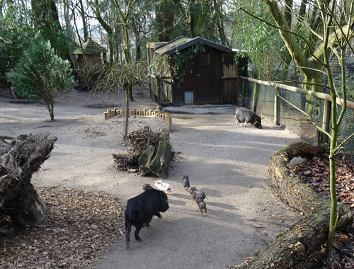 Mini-Schwein-Jungtiere am 6. Februar 2016 im Wuppertaler Zoo