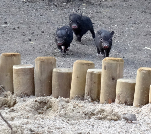 Mini-Schwein-Jungtiere am 6. Februar 2016 im Zoologischen Garten Wuppertal