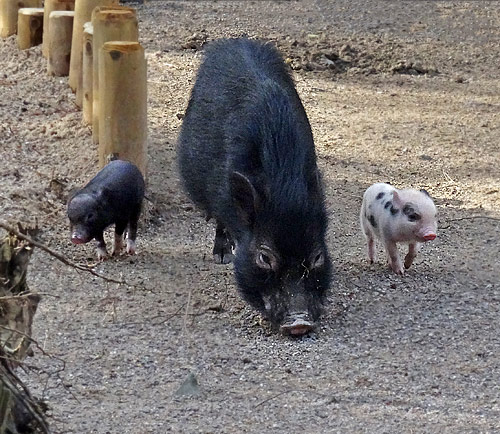 Mini-Schwein-Jungtiere am 6. Februar 2016 im Grünen Zoo Wuppertal