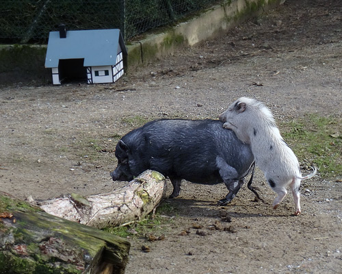 Hängebauchschwein ROSI und Mini-Schwein SMARTIE am 26. Februar 2016 im JuniorZoo im Grünen Zoo Wuppertal