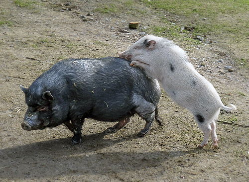 Hängebauchschwein ROSI und Mini-Schwein SMARTIE am 26. Februar 2016 im JuniorZoo im Wuppertaler Zoo