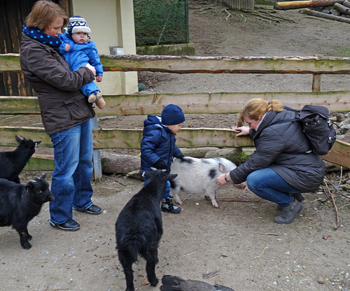 Mini-Schwein SMARTIE am 26. Februar 2016 im JuniorZoo im Zoologischen Garten der Stadt Wuppertal