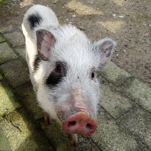 Mini-Schwein SMARTIE am 26. Februar 2016 im JuniorZoo im Wuppertaler Zoo