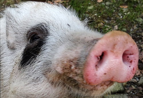 Mini-Schwein SMARTIE am 26. Februar 2016 im JuniorZoo im Zoo Wuppertal