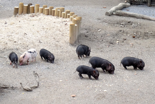 Sieben Mini-Schwein Ferkel am 28. Februar 2016 im Grünen Zoo Wuppertal