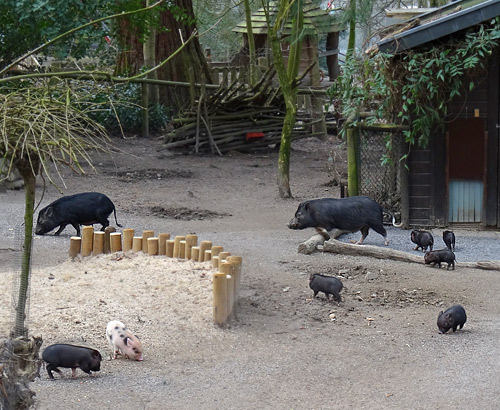 Sieben Mini-Schwein Ferkel am 28. Februar 2016 im Grünen Zoo Wuppertal