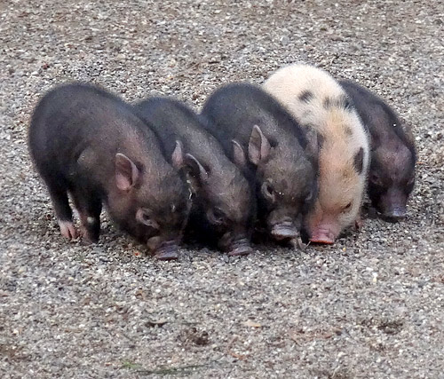 Fünf Mini-Schwein Ferkel am 28. Februar 2016 im Grünen Zoo Wuppertal