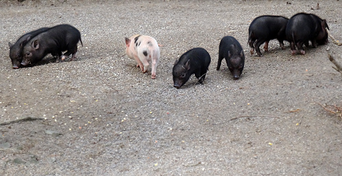 Sieben Mini-Schwein Ferkel am 28. Februar 2016 im Grünen Zoo Wuppertal