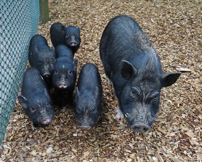 Mini-Schwein mit fünf Ferkeln am 12. Juni 2016 im Grünen Zoo Wuppertal