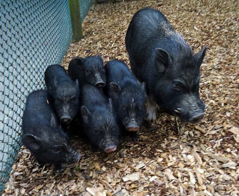 Mini-Schwein mit fünf Ferkeln am 12. Juni 2016 im Wuppertaler Zoo